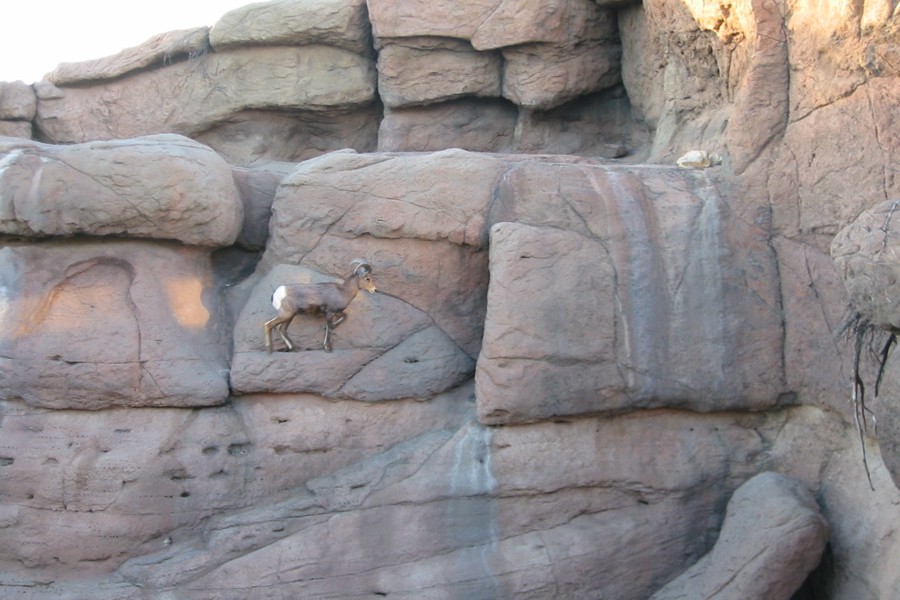 ../image/bighorn sheep 1.jpg